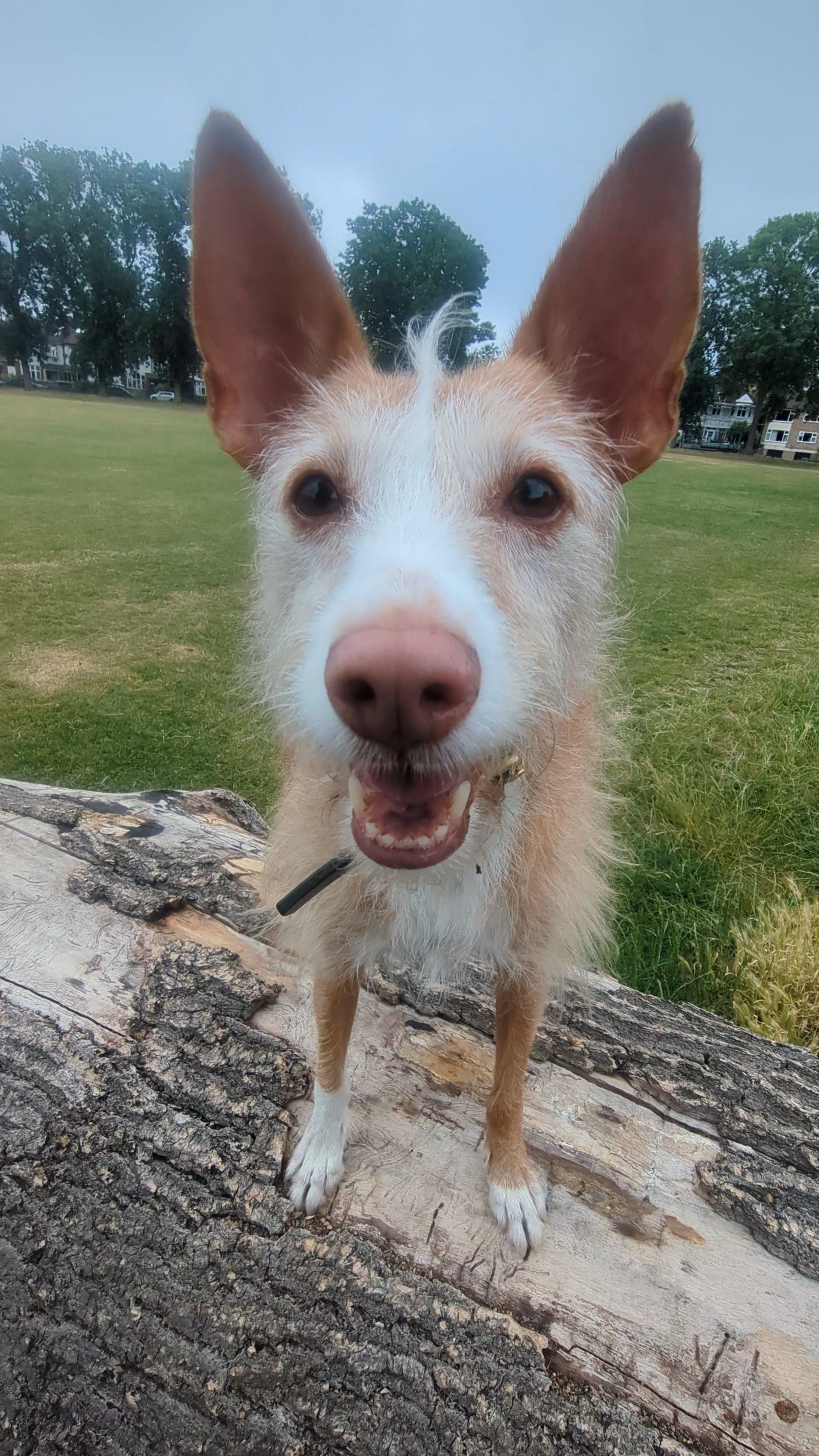 Dog with large ears standing on a log in a grassy field