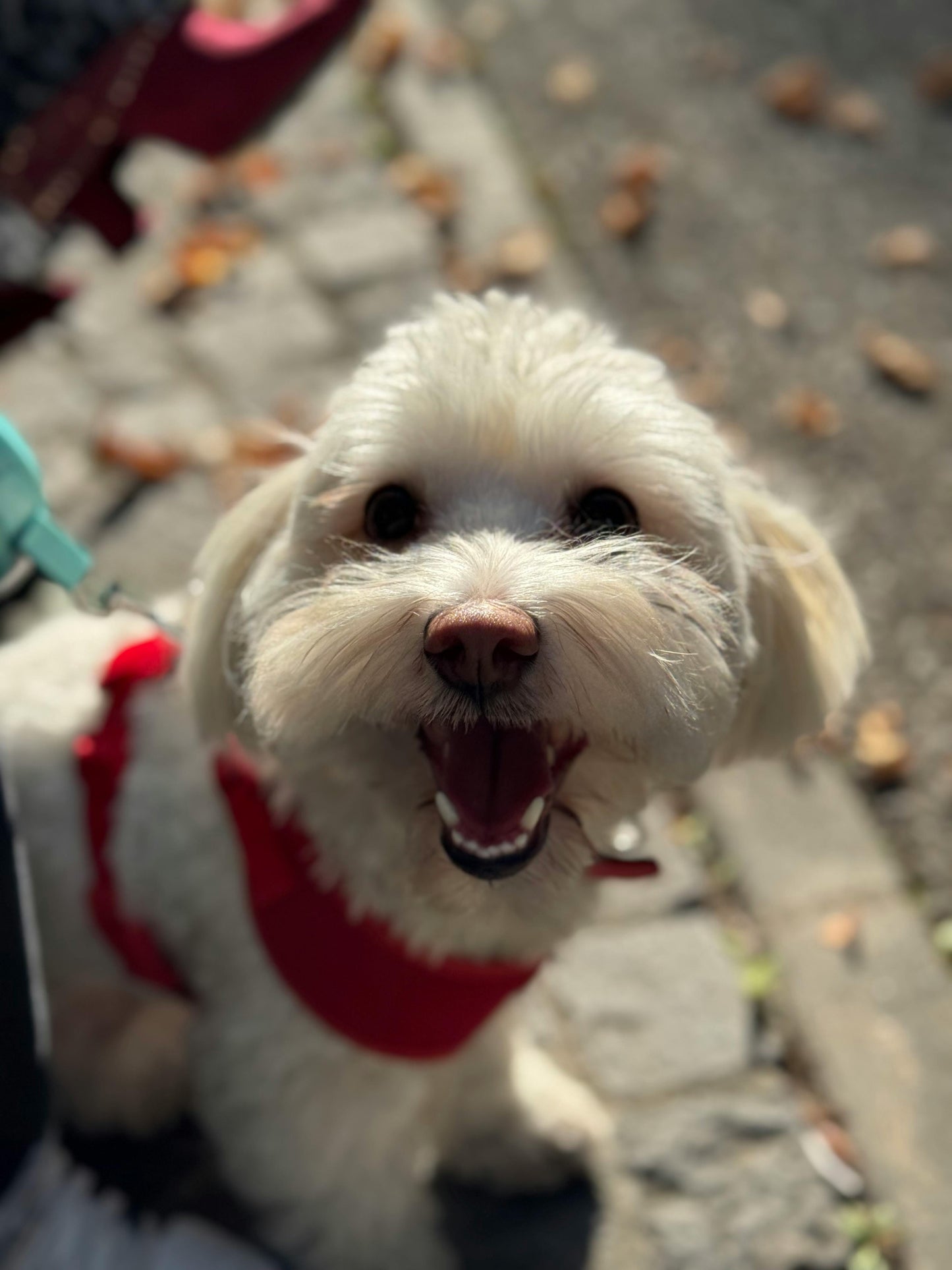 A young dog, possibly a Maltese, wearing a red harness, smiling and showing its teeth while sitting on a pathway with leaves around.