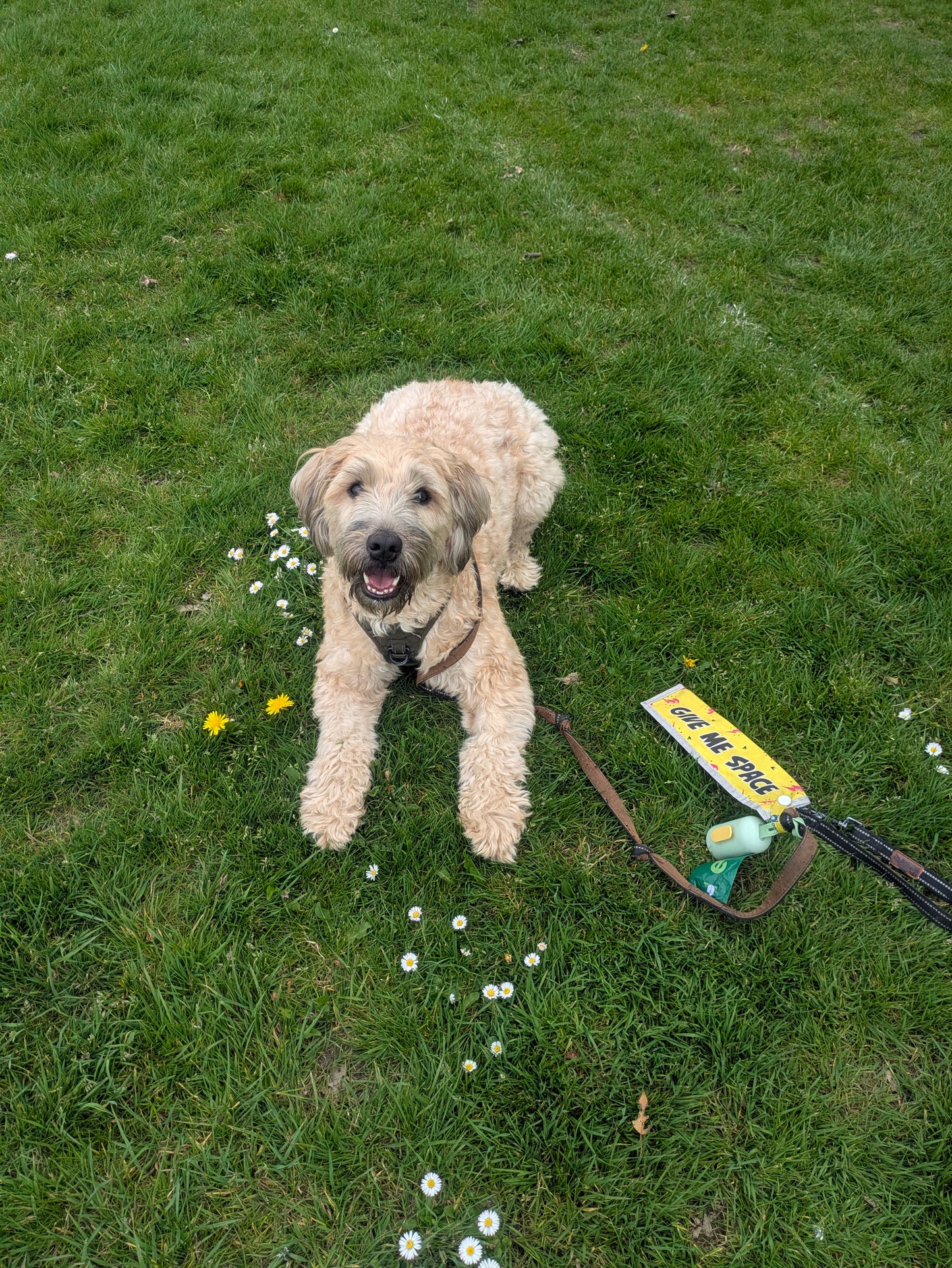 Happy and relaxed dog sitting on grass with a reactive lead cover and lead nearby