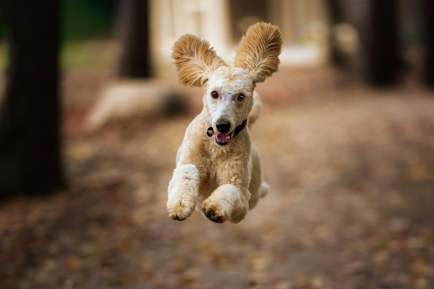 A light cream poodle jumping in the air with a wooded background