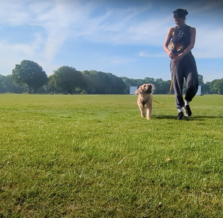 1:1 Training Walks