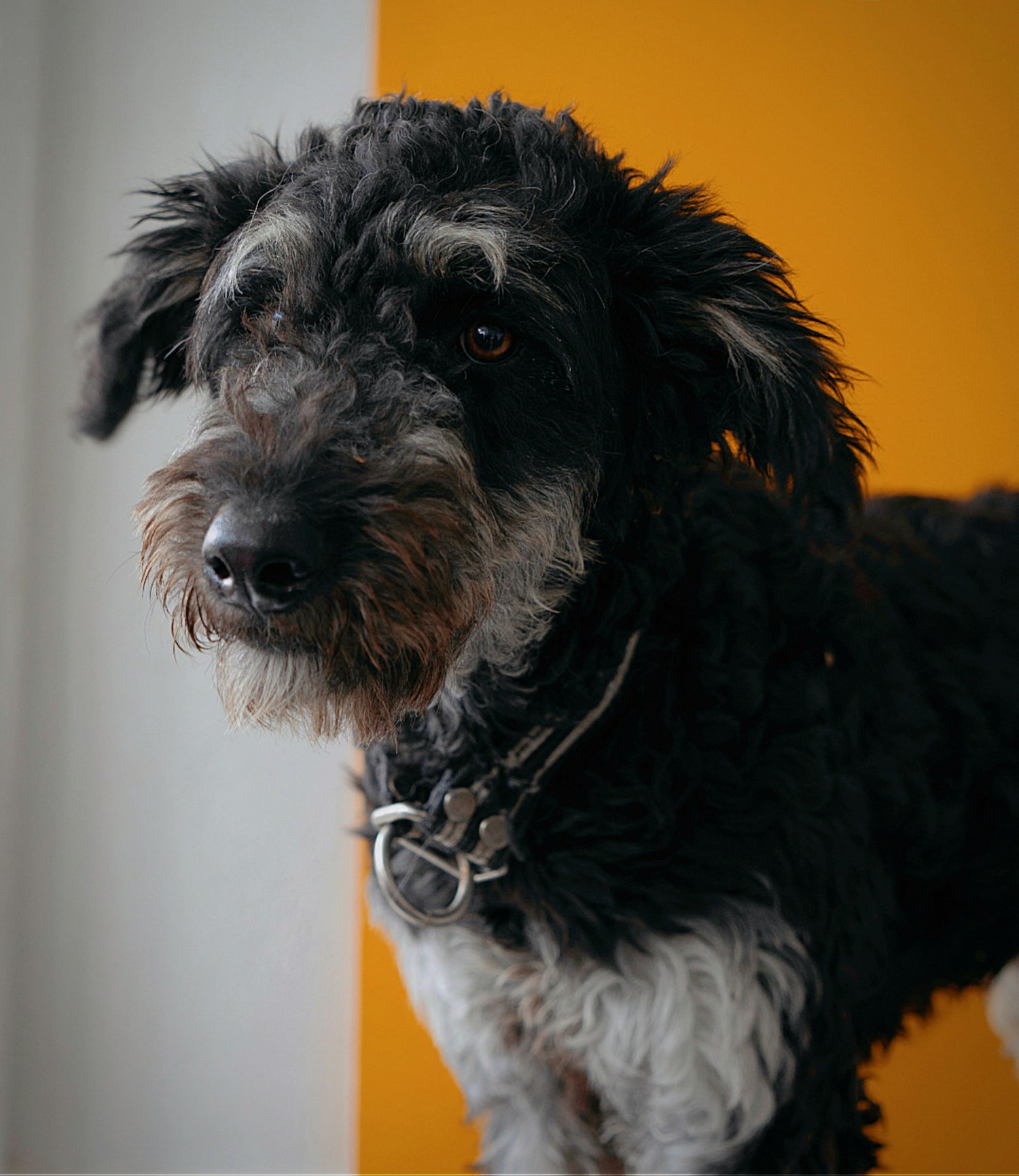 'Big Feelings Dog' Reactivity Pack