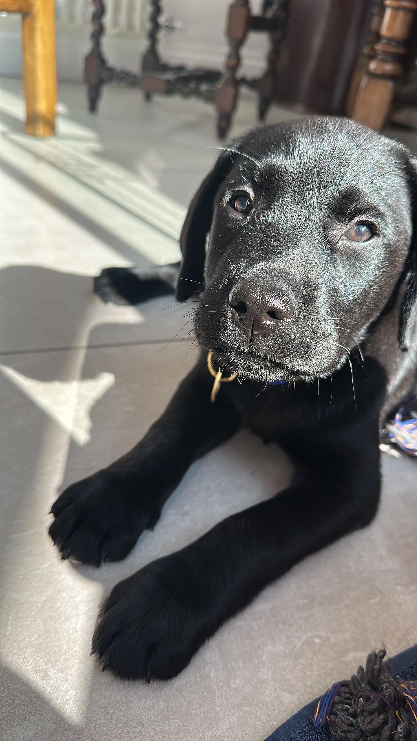 Puppy Packs