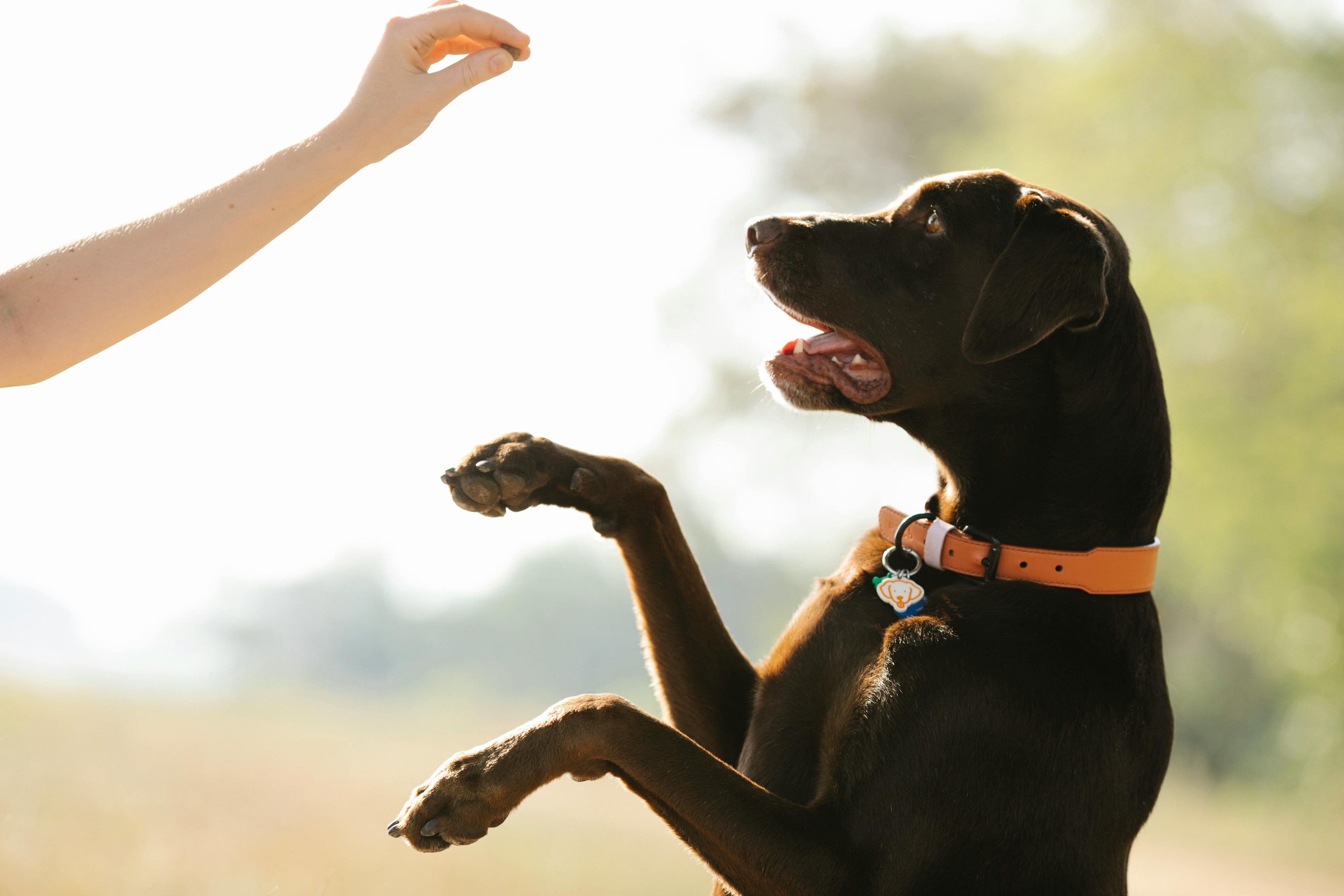Dog jumping up to a person's hand holding a treat