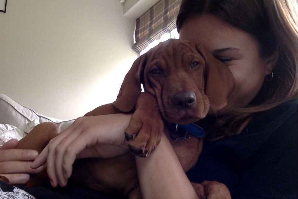 Person holding a small brown vizsla puppy