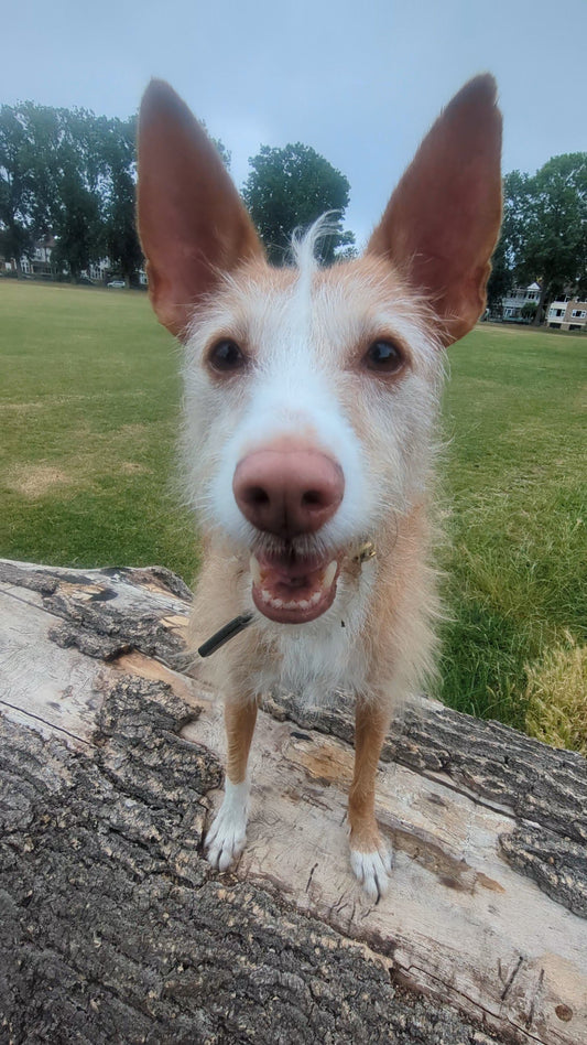 Dog with large ears standing on a log in a grassy field