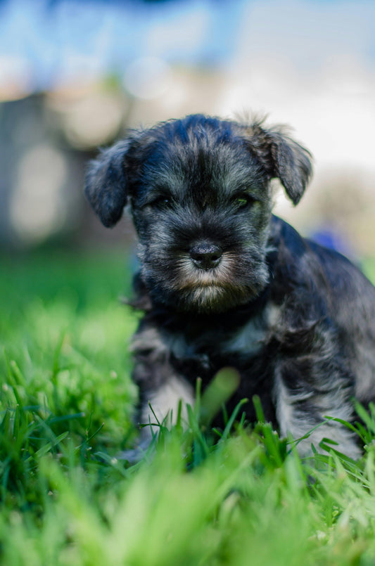 Puppy Premium Pack
