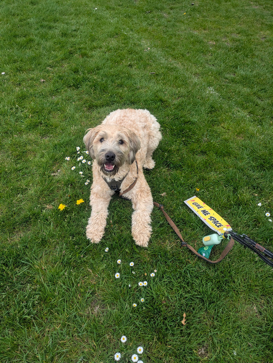 Happy and relaxed dog sitting on grass with a reactive lead cover and lead nearby